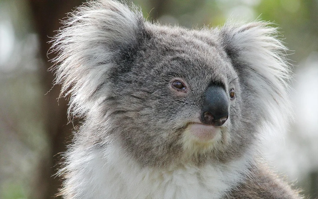 Moonlit Sanctuary Wildlife Park Admission Tickets Image 3