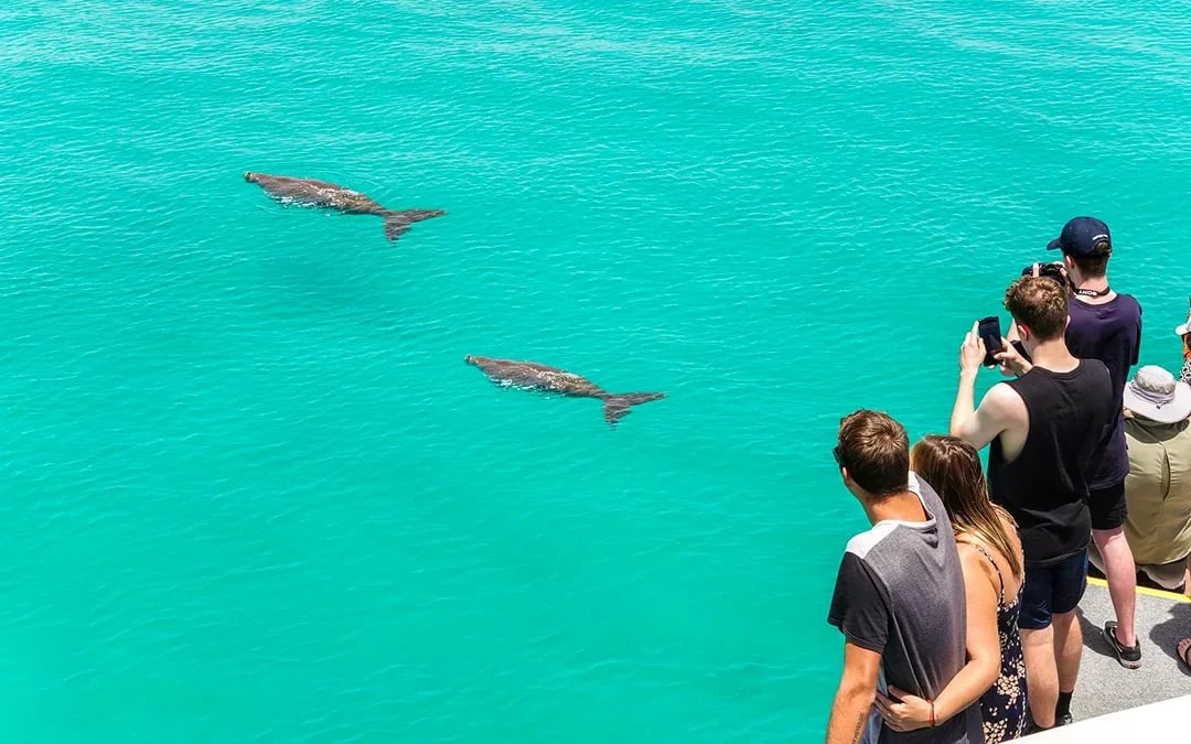 Moreton Island: Dolphin Eco-Cruise & Tangalooma Wrecks Snorkel Tour Image 2