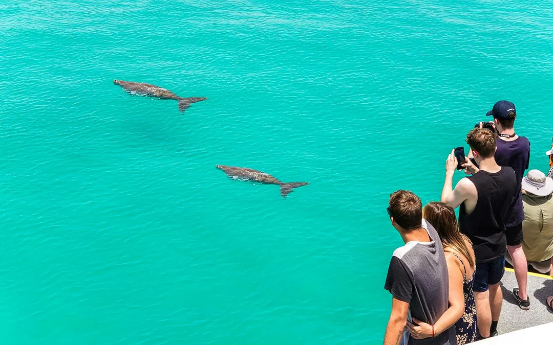 Moreton Island: Dolphin Eco-Cruise & Tangalooma Wrecks Snorkel Tour Image 2