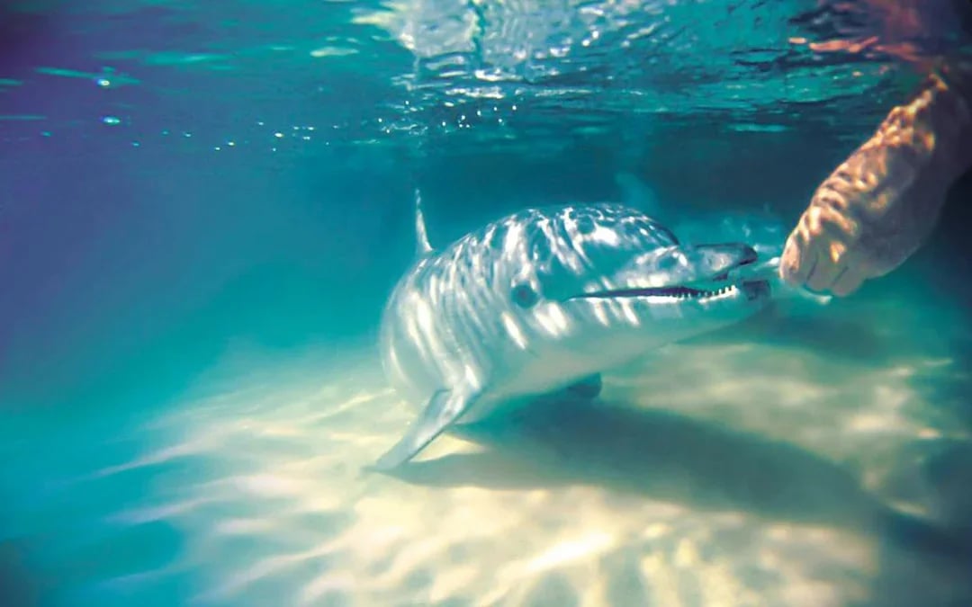 Moreton Island: Tangalooma Resort Cruise with Quad Bike Tour and Dolphin Feeding Image 3