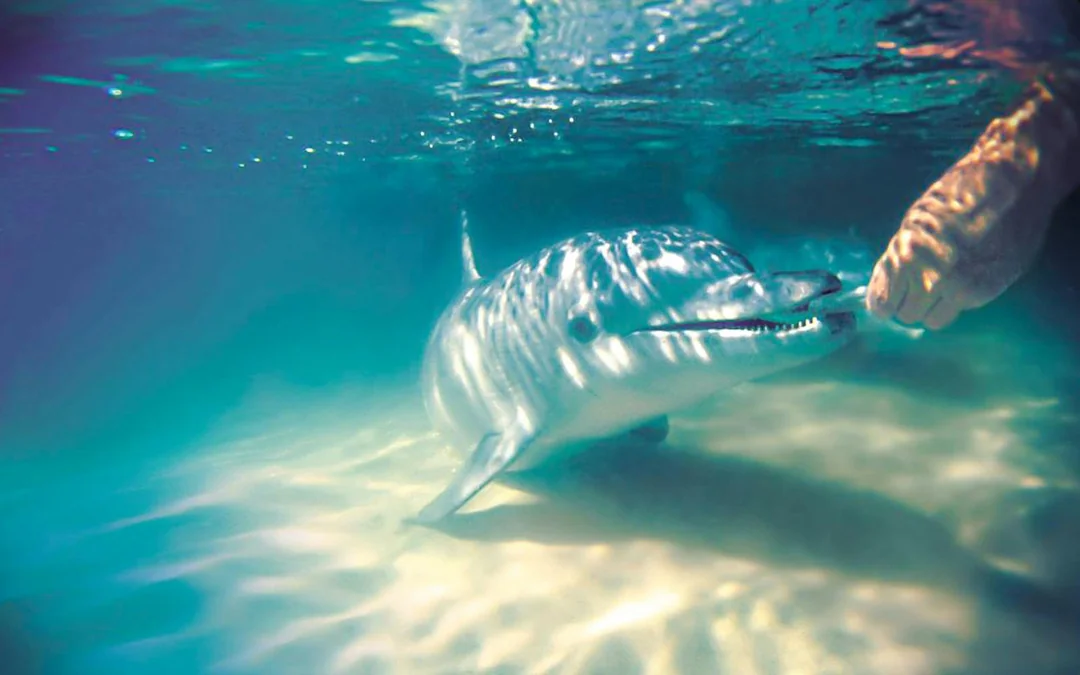 Moreton Island: Tangalooma Resort Cruise with Quad Bike Tour and Dolphin Feeding Image 3