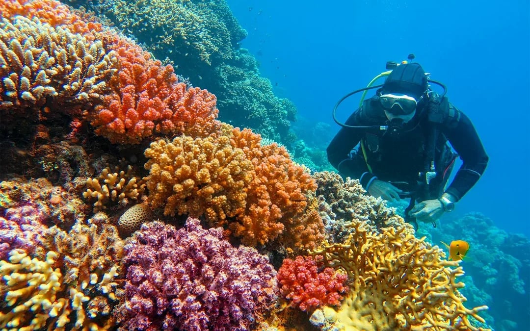 Moreton Island: Tangalooma Scuba Diving Tour Image 5
