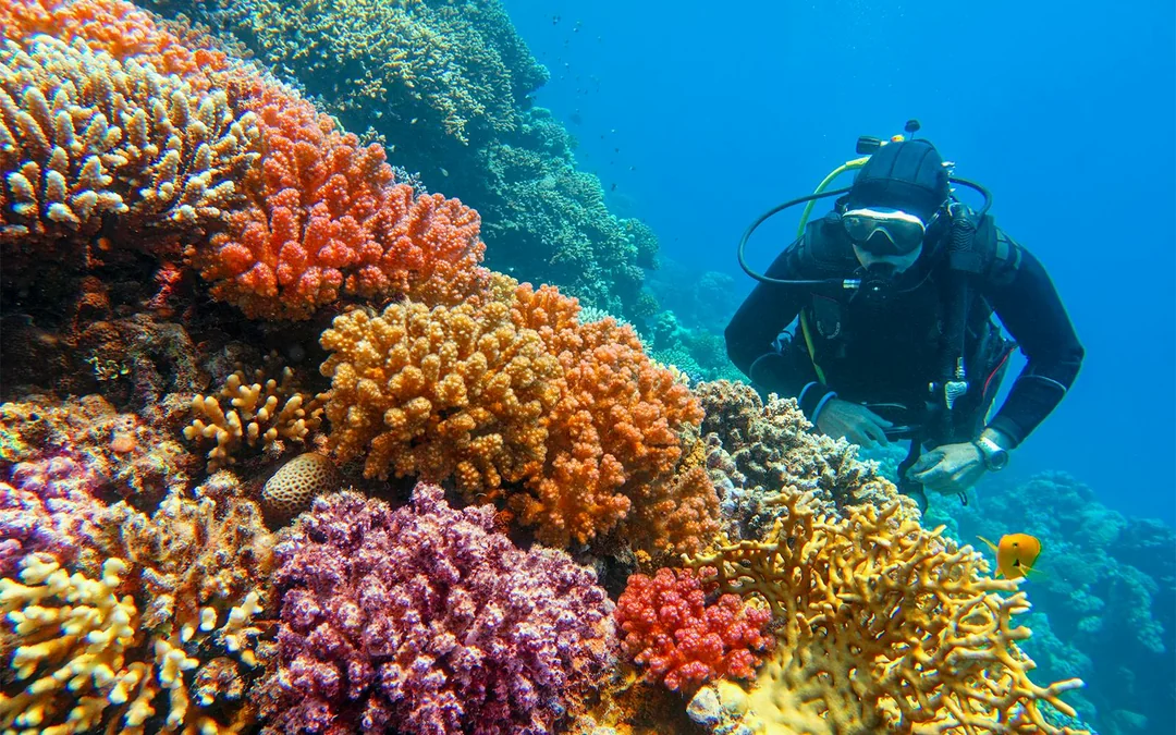 Moreton Island: Tangalooma Scuba Diving Tour Image 5