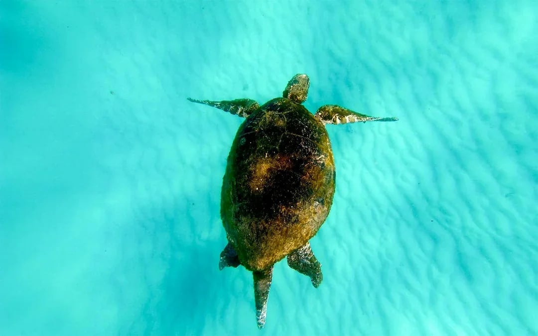 Moreton Island: Tangalooma Wrecks Snorkel, Clear Kayak, & 4WD Desert Tour with Lunch Image 11
