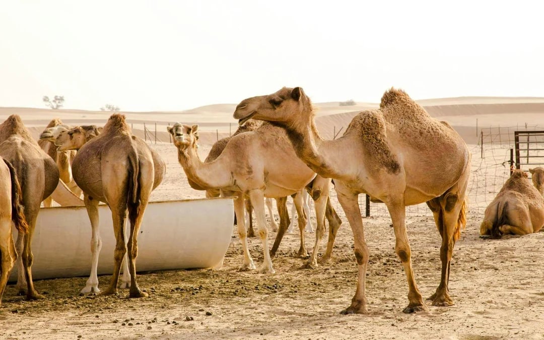 Morning Desert Safari in Ras Al KHaimah with Camel & Date Farm Visit Image 3
