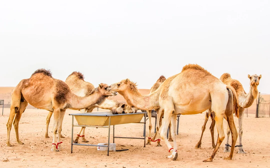 Morning Desert Safari with Camel Farm Visit & Sandboarding Image 3