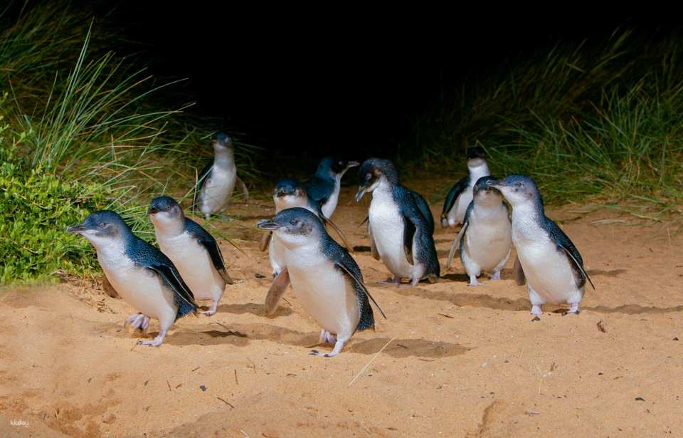 Phillip Island Nature Parks Penguin Parade Tickets | Melbourne
