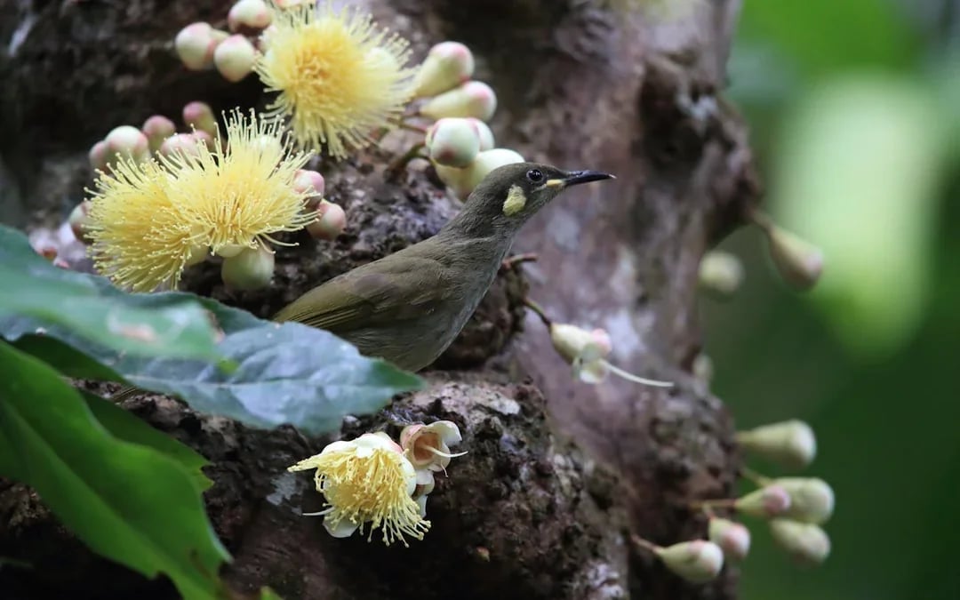 MOSSMAN GORGE DAINTREE EXPERIENCE Image 7