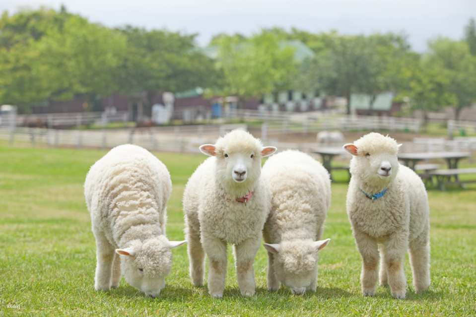 Mother Farm E-Ticket in Chiba, Japan