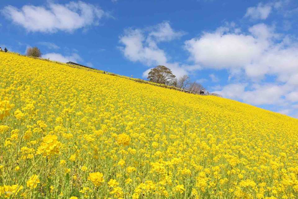 Mother Farm E-Ticket in Chiba, Japan