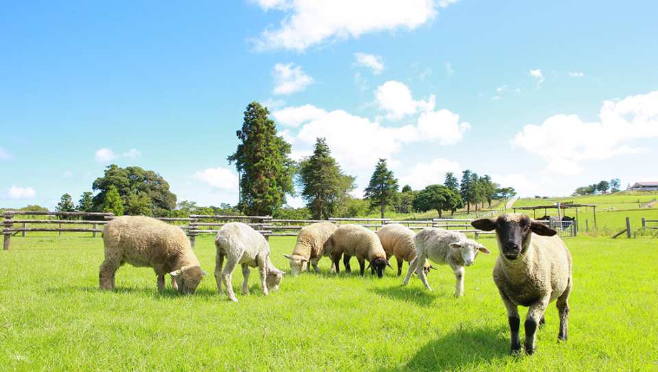 Mother Farm E-Ticket in Chiba, Japan