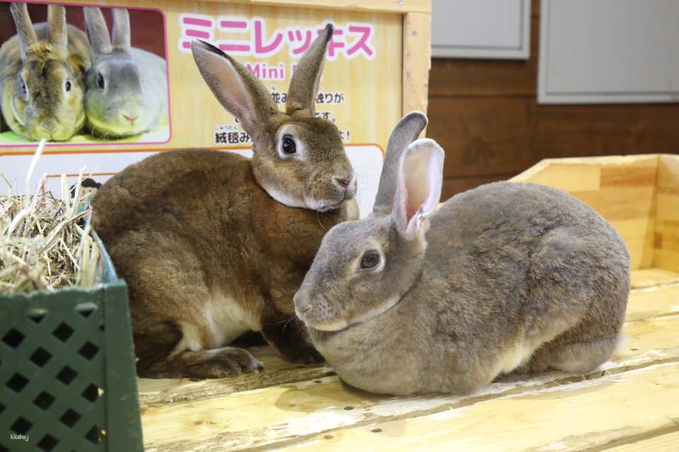 Mother Farm E-Ticket in Chiba, Japan