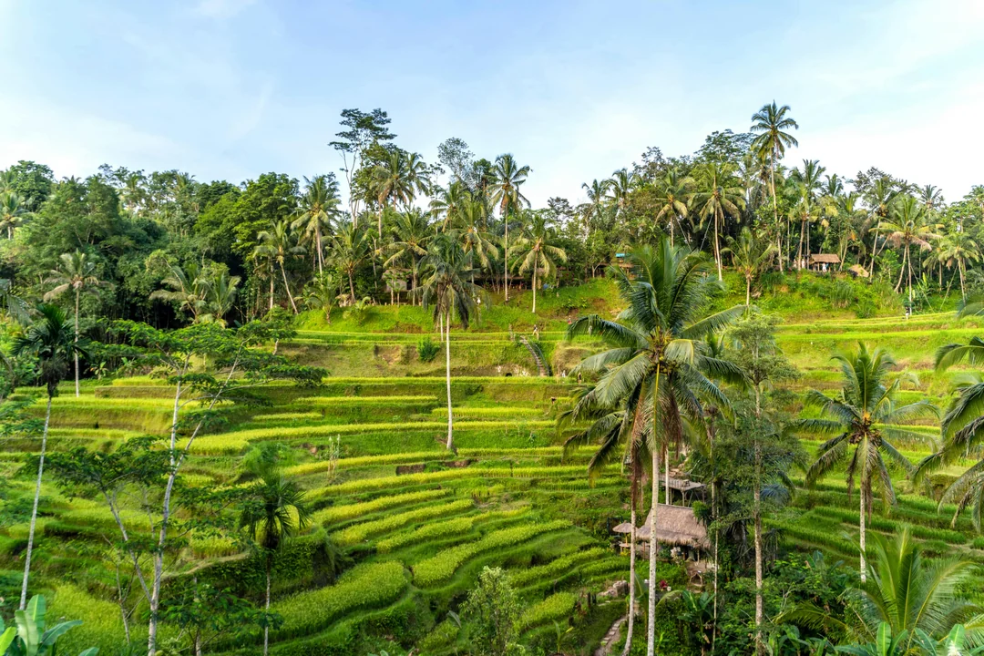 Mount Batur Sunrise Tour (Trek/Jeep) + Customisable 6-Hour Ubud Tour with Private Car Image 4