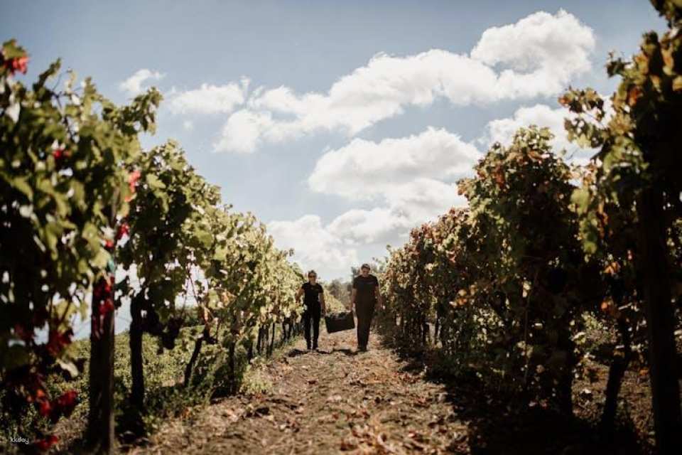 Mount Etna tour to the summit craters with wine tasting