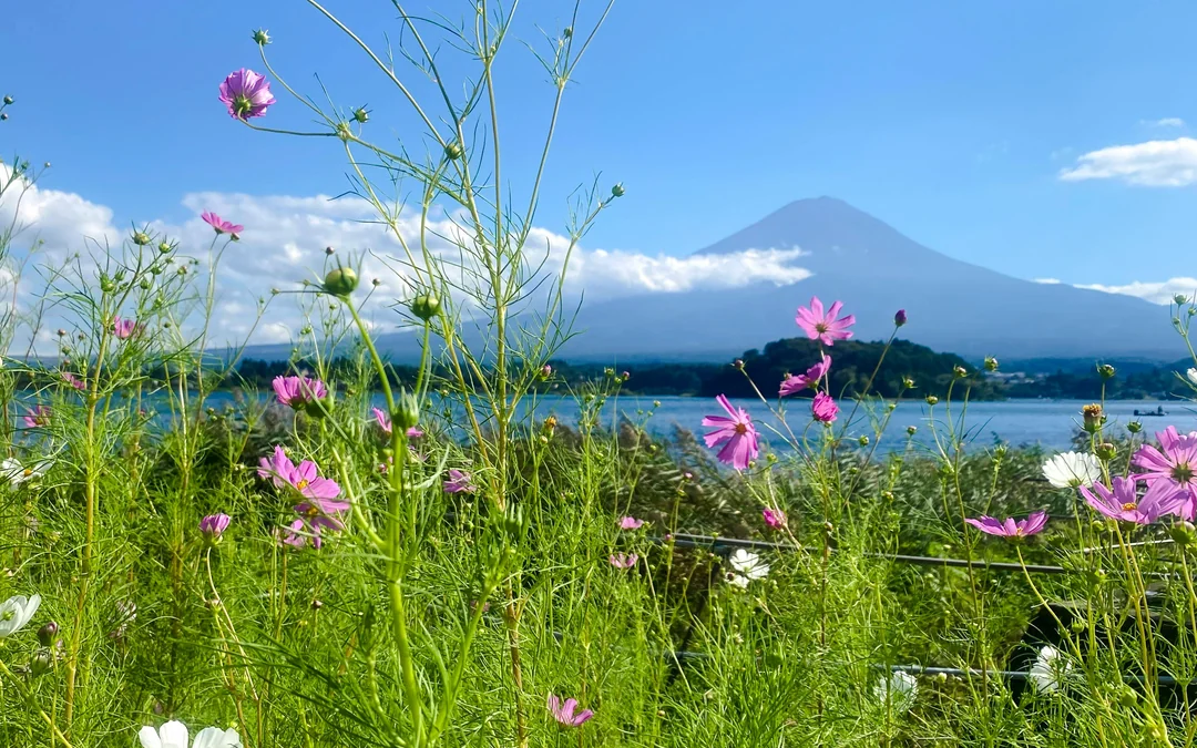 Mount Fuji, Lake Ashi & Big Buddha Day Tour with Native English/Spanish Guide Image 12