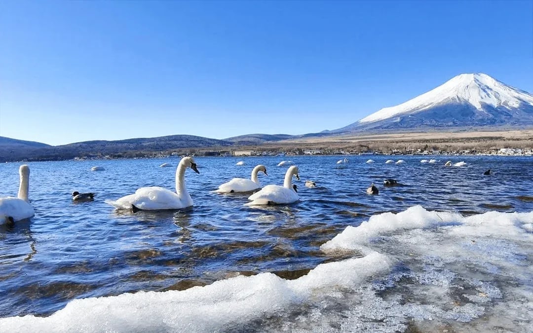 Mount Fuji Tour with Hakone Ropeway, Lake Ashi, Hakone Shrine, & More Image 8