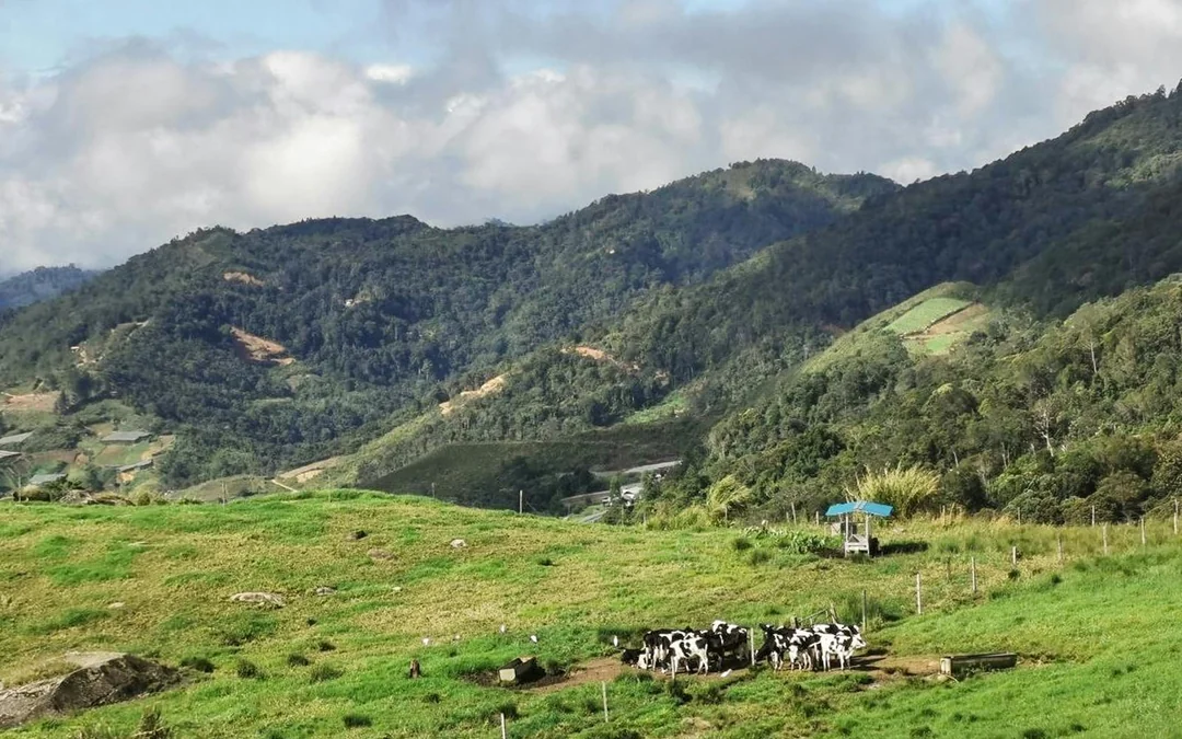 Mount Kinabulu and Kundasang Multi-Day Tour with Transfers Image 2