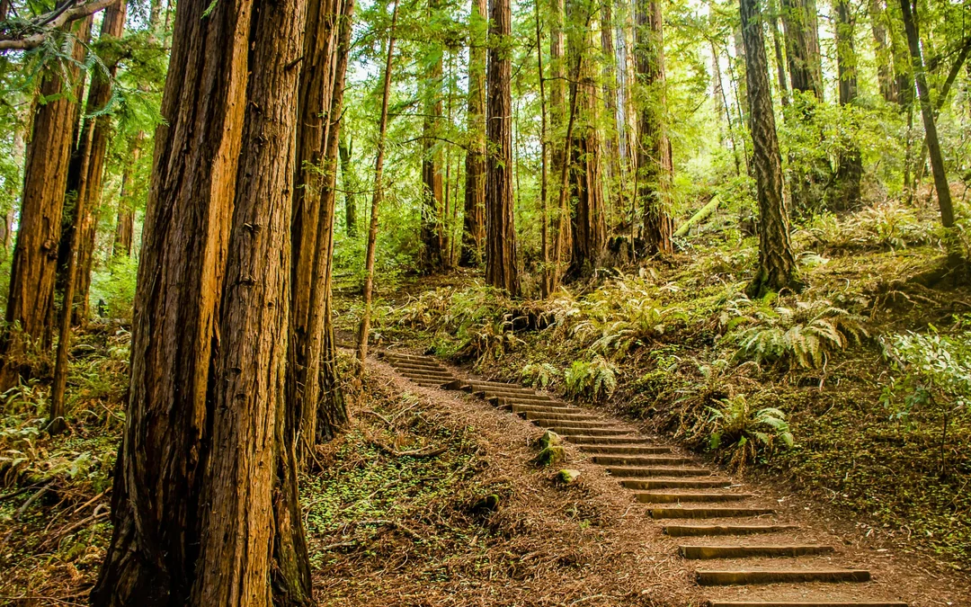 Muir Woods and Sausalito Half-Day Tour from San Francisco Image 2