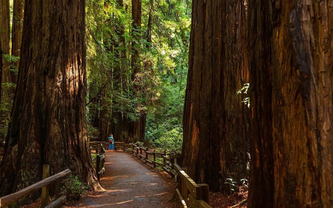 Muir Woods and Sausalito Half-Day Tour from San Francisco Image 5
