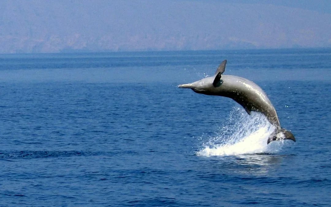 Musandam Dibba Tour with Dhow Cruise & Lunch Image 3