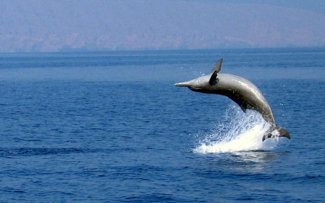 Musandam Dibba Tour with Dhow Cruise & Lunch Image 3