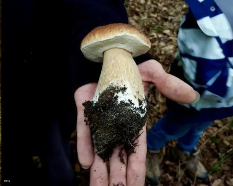 Mushroom foraging guided hike in Lüneburger Geest