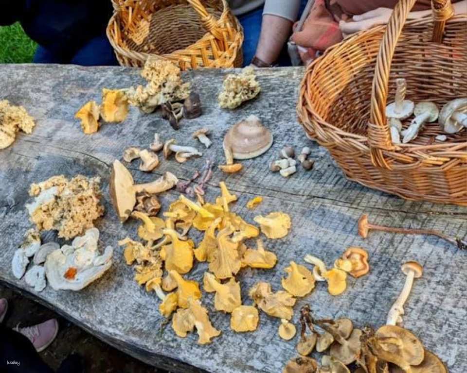 Mushroom foraging guided hike in Lüneburger Geest