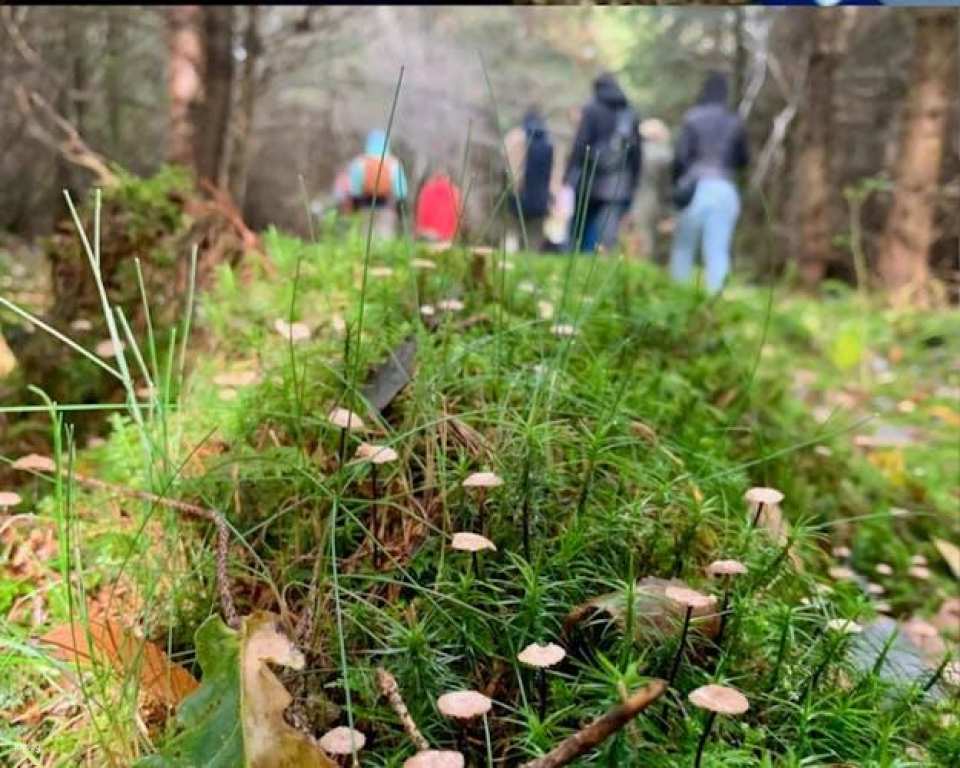 Mushroom foraging guided hike in Lüneburger Geest