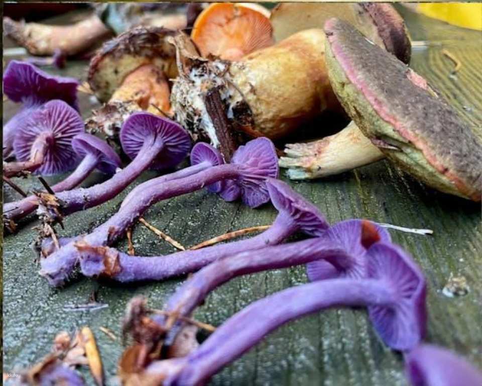 Mushroom foraging guided hike in Lüneburger Geest