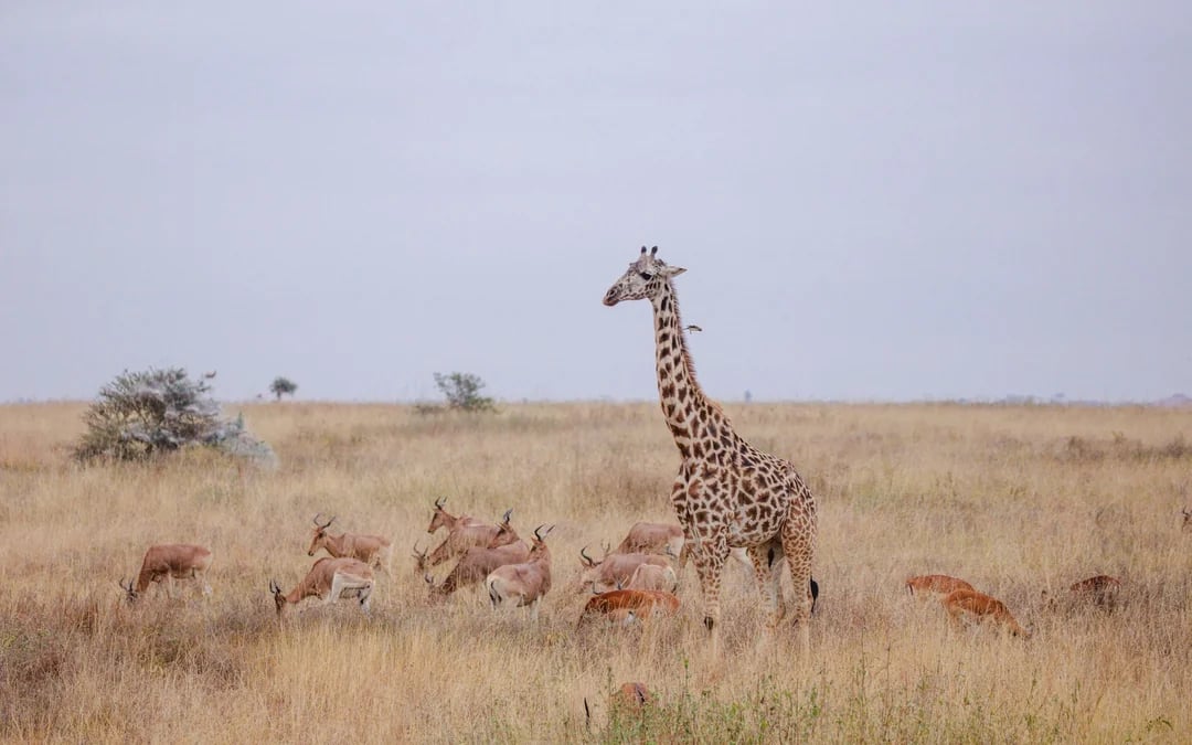 Nairobi Private Layover Tour With Jomo Kenyatta Airport Pickup and Drop-Off Image 3