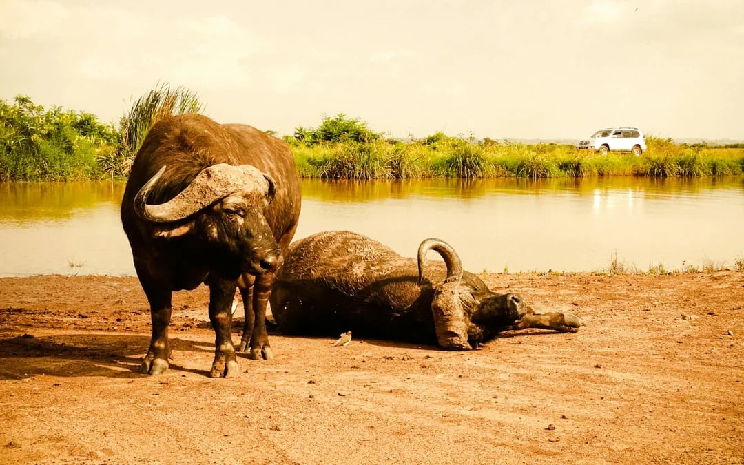 Nairobi Private Layover Tour With Jomo Kenyatta Airport Pickup and Drop-Off Image 4