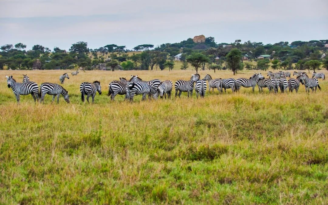 Nairobi Private Layover Tour With Jomo Kenyatta Airport Pickup and Drop-Off Image 5