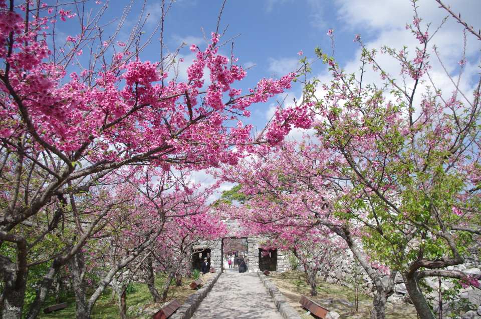 [Official Sale] Nakijin Castle Ruins Entrance Ticket (Nakijin Village, Okinawa Prefecture)