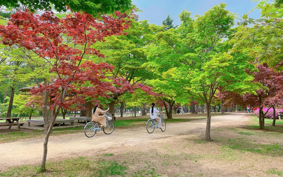 Nami Island Admission Ticket with Transfers Image 1