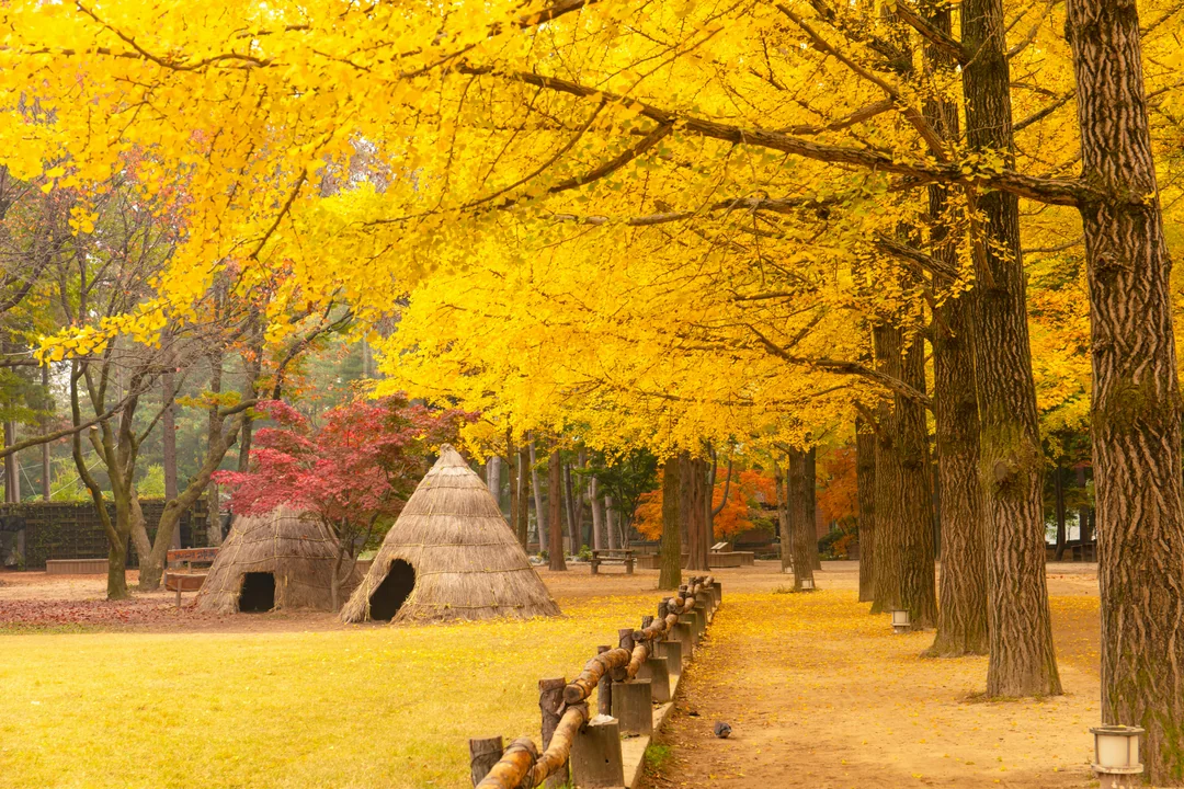 Nami Island Nature Exploration Day Tour with Garden of Morning Calm  Image 2
