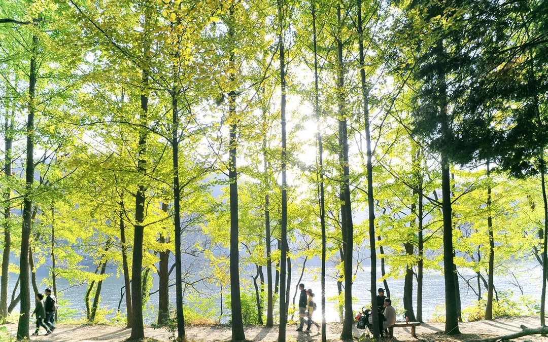 Nami Island Nature Exploration Day Tour with Garden of Morning Calm  Image 4