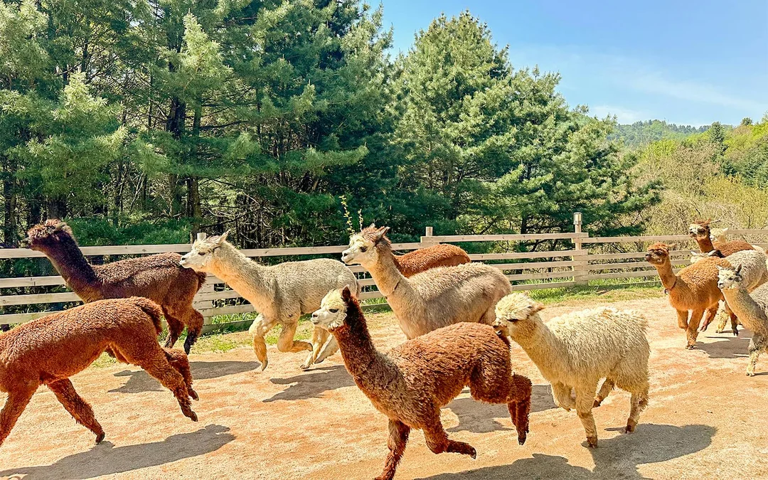 Nami Island Wildlife Exploration Day Tour with Alpaca World  Image 4