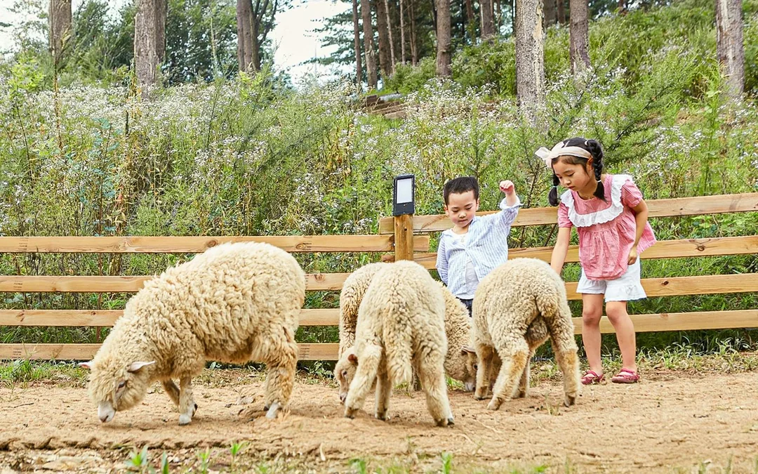Nami Island Wildlife Exploration Day Tour with Alpaca World  Image 5