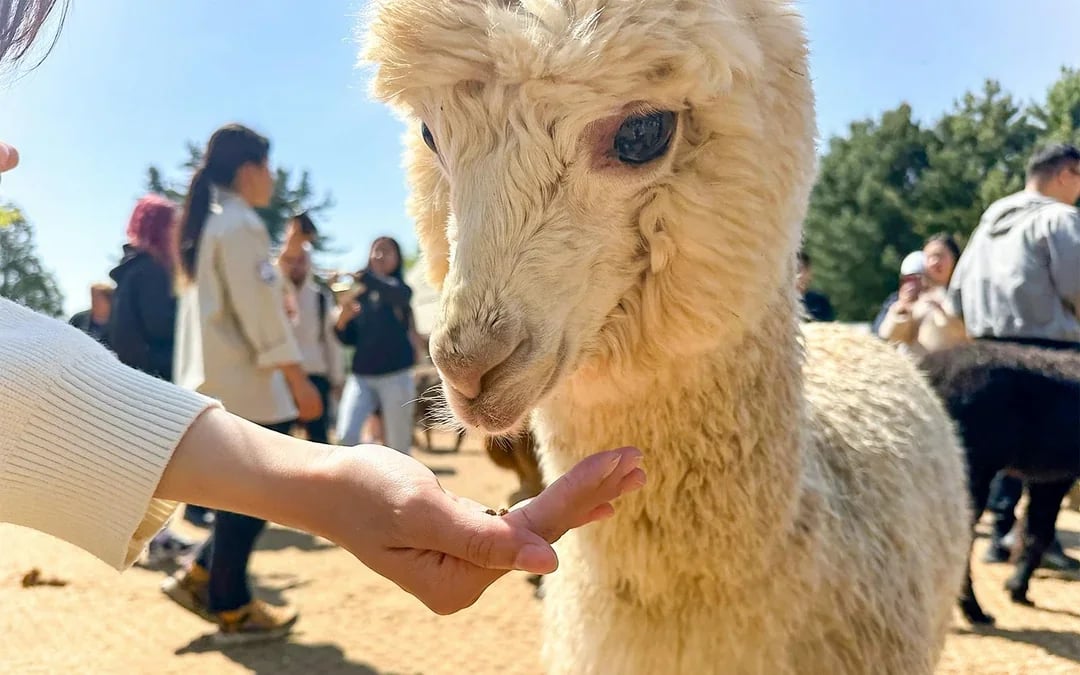 Nami Island Wildlife Exploration Day Tour with Alpaca World  Image 7