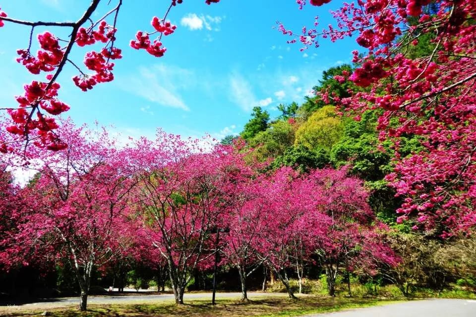 Nantou Aowanda National Forest Recreation Area Tickets