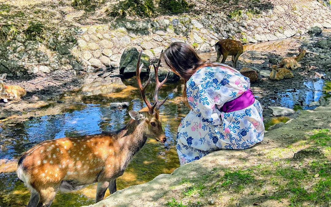 Nara and Kyoto One-Day Bus Tour Image 2