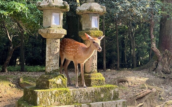 Nara: Half-Day Private Tour of 4 Must-See Spots & Deer Park Image 9
