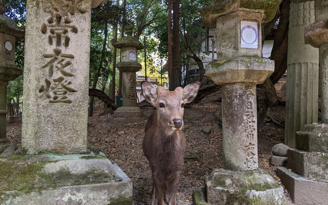Nara Private Family E-Bike Tour with Lunch and Child Seats Included Image 6