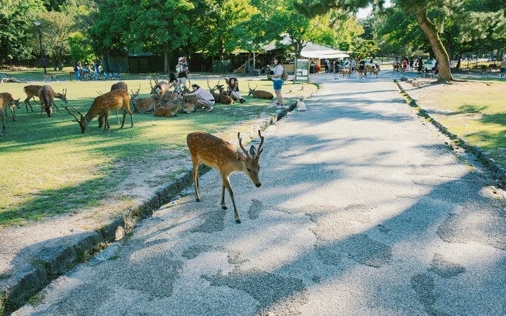 Nara Temples and Deer Private Guided Tour Image 3