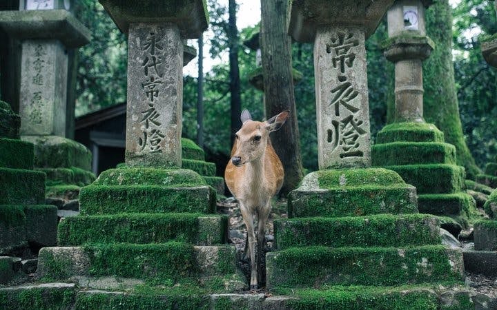 Nara Temples and Deer Private Guided Tour Image 5
