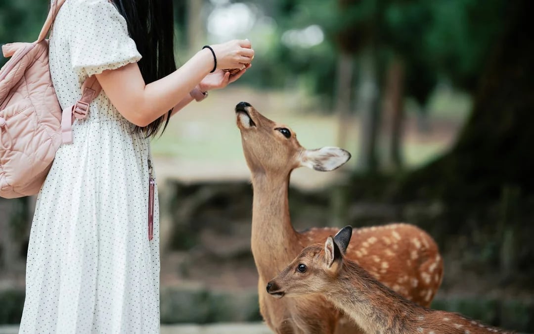 Nara UNESCO World Heritage Sites Private Walking Tour with Expert Local Guide Image 1