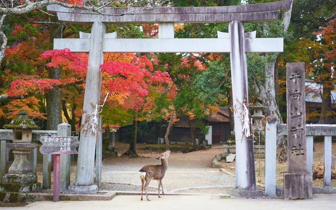 Nara UNESCO World Heritage Sites Private Walking Tour with Expert Local Guide Image 4