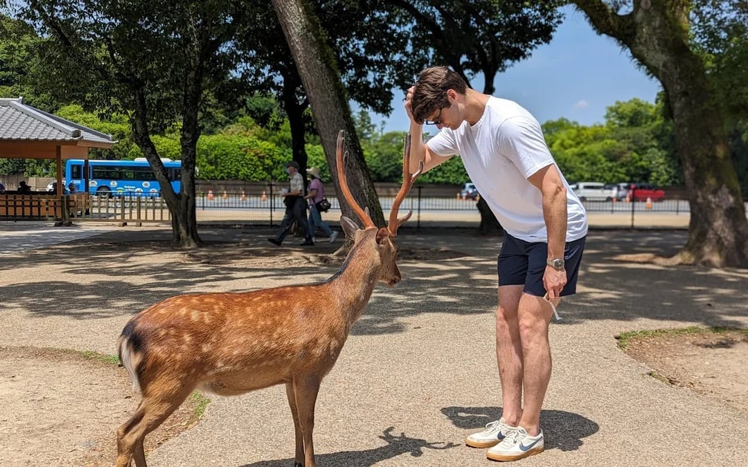 Nara Walking Tour: Todaiji Temple, Gangoji Temple, Deer Park and Tea Ceremony Image 7