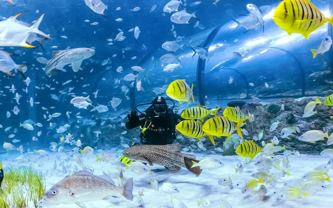National Aquarium Abu Dhabi All Access Pass Tickets Image 4