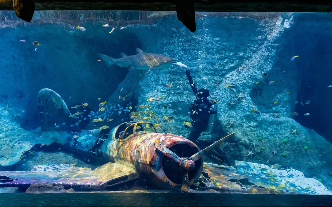 National Aquarium Abu Dhabi All Access Pass Tickets Image 5